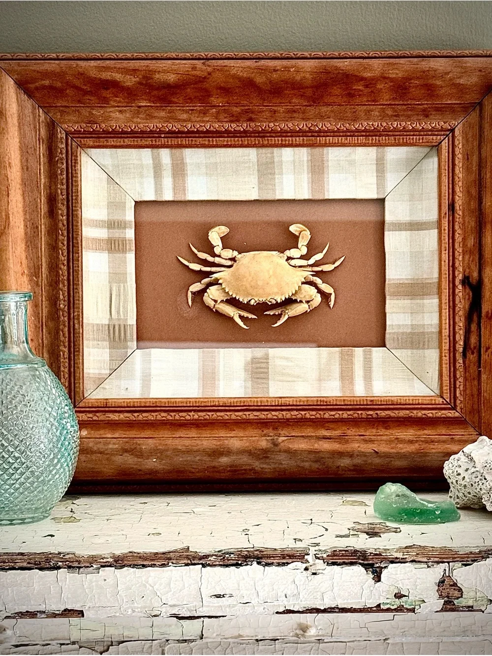 Framed Coastal Crab Taxidermy Art. - Brown and Cream